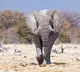 Gondwana Game Reserve CEO killed in elephant attack
