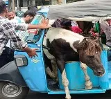Horses Fight In Madhya Pradesh One Leaps Into Rickshaw And Gets Stuck