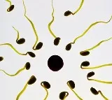 YCT 529 Male Contraceptive Pill Successful in Human Trial