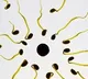 YCT 529 Male Contraceptive Pill Successful in Human Trial