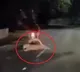 Leopard attacks biker near Alipiri Tirupati TTD increases security