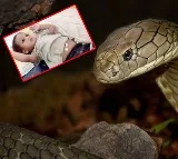 1 year old bites cobra snake to death in Bihar village survives incident