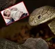1 year old bites cobra snake to death in Bihar village survives incident