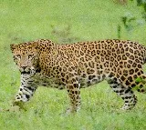 Leopard sighted in Hyderabad’s Ibrahim Bagh military area