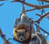 Bat Meat Sold as Chicken Two Arrested