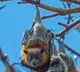 Bat Meat Sold as Chicken Two Arrested