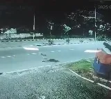 Hyderabad Leopard Spotted in Golconda Ibrahim Bagh