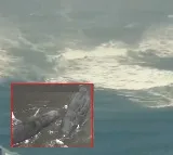 Whales Washed Ashore in Japan Due to Tsunami