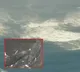 Whales Washed Ashore in Japan Due to Tsunami