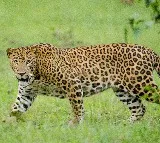 Elusive leopard finally trapped on Hyderabad outskirts