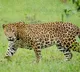 Elusive leopard finally trapped on Hyderabad outskirts