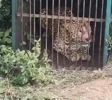 Hyderabad Leopard Finally Caught After 12 Days