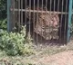 Hyderabad Leopard Finally Caught After 12 Days