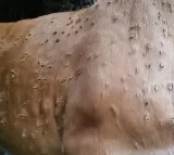 Lumpy Skin Disease reported in 10 states, over 28 cr animals vaccinated: Centre
