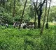 Karnataka mass burial case: SIT continues digging work at suspected sites for 4th day