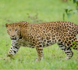 Kerala man fights off leopard to save 4-year-old son