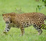 Kerala man fights off leopard to save 4 year old son