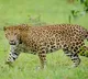 Kerala man fights off leopard to save 4 year old son