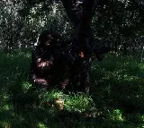 Terrorist Killed In Encounter In JK Army Says Operation Akhal Underway