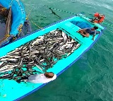 Gujarat ranks 2nd in marine fish production, estimated to be 10.37 lakh MT in 2024-25
