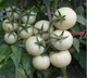 White Tomato Benefits for Skin Lightening and Anti Aging