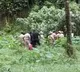 Dharmasthala mass graves case: SIT completes 6th day of excavation; multiple bones and a skull found, say sources