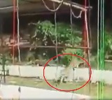 Leopard spotted in Tirumala East Balaji Nagar