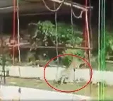 Leopard spotted in Tirumala East Balaji Nagar