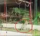 Leopard spotted in Tirumala East Balaji Nagar