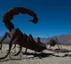 Black scorpion sting injects 25 distinct deadly toxins: IASST study