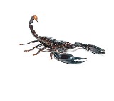Black Scorpion Venom Contains 25 Toxins Study Reveals
