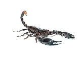 Black Scorpion Venom Contains 25 Toxins Study Reveals