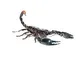 Black Scorpion Venom Contains 25 Toxins Study Reveals
