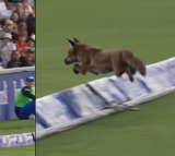 Fox on the field surprises players at Lords during The Hundred