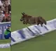 Fox on the field surprises players at Lords during The Hundred