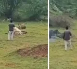 Gujarat Man Walks Dangerously Close To Lion For Video This Happens Next