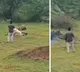Gujarat Man Walks Dangerously Close To Lion For Video This Happens Next