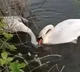 Swan Tries To Revive Lifeless Partner In Viral Video Internet Moved By Heartbreaking Moment