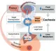 Study identifies reasons behind deadly weight loss in cancer patients