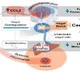 Study identifies reasons behind deadly weight loss in cancer patients