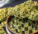 Hyderabad Medical College Students Caught Consuming Ganja