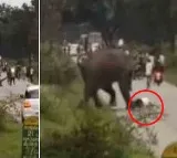 Tourists miraculous escape after elephant chases treads on him in Kerala Viral Video