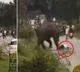 Tourists miraculous escape after elephant chases treads on him in Kerala Viral Video