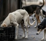 All Stray Dogs In Delhi NCR To Be Moved To Shelters Supreme Courts Big Order