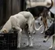 All Stray Dogs In Delhi NCR To Be Moved To Shelters Supreme Courts Big Order