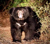 Eight-Year-old Assam boy mauled to death by sloth bear in TN's Valparai