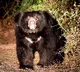 Eight-Year-old Assam boy mauled to death by sloth bear in TN's Valparai