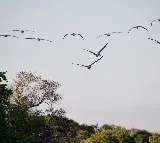 Heat extremes drive major declines in tropical birds: study