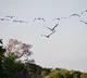 Heat extremes drive major declines in tropical birds: study