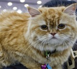 Cats Offer Key to Alzheimers Research Breakthrough